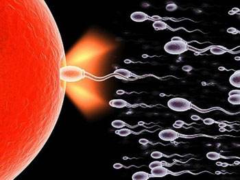 如何選擇最佳受孕時間？